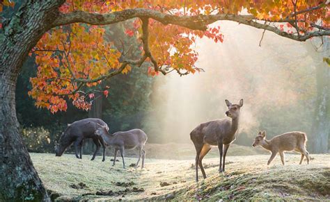  เรื่องราวThe Zombie Deer of Nara : สัมผัสความลึกลับของกวางที่ฟื้นคืนชีพในป่าศักดิ์สิทธิ์!